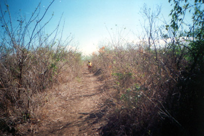 The Blair Witch Trail
N14?22.1724' E120?59.9368'
Photo by:: JTTanangonan (2002)