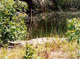 Margie ready to go. Released area inside the NARRA Project. San Isidro Creek.
Photo by:: spiderman (2006)