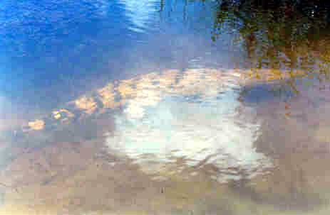Margie after the released. Surveying the waters of san isidro creek.
Photo by:: spiderman (2006)