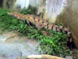 Crocodile Holding Pen in San Jose San Mariano Isabela.
Photo by:: spiderman (2006)