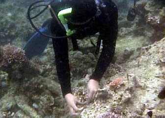 Photo by:: HomerBH (2005)