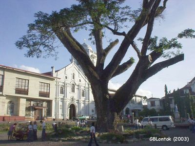 The acacia tree serves as a historical landmark and a silent witness to the countless celebrations and even grief of the people of Sariaya. The tree was recently rehabilitated by expert tree surgeons after one of the big branches broke off due to the weight of the crown, leaving a huge cavity in its trunk. The cavity was patched with cement mortar and experts anticipate that the bark will grow around the repaired part. As seen in the photo, most branches were also pruned to reduce the stress and avoid another break.
Nevertheless, a sign was placed to warn those who park their vehicles or stay nearby about the danger of a falling acacia branch.
Photo by:: GBLontok (2003)