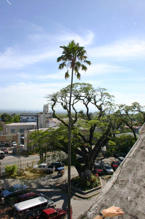 View of the Acacia tree, the western part of the church patio and the Art Deco style Municipio designed by Juan Arellano from the roof of the church.
Photo by:: EPPGarcia (2009)